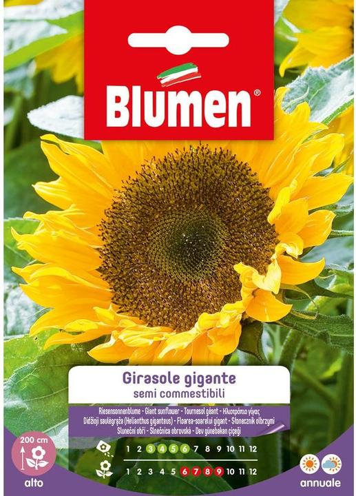 Immagine prodotto Blumen Semi di girasole Gigante (Semi di piante)