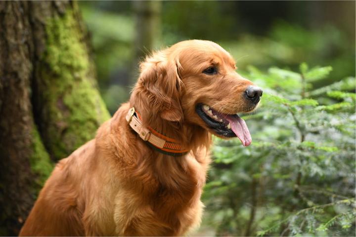 Produktbild Niggeloh Schweisshalsung (XS, Hund, Allgemein)