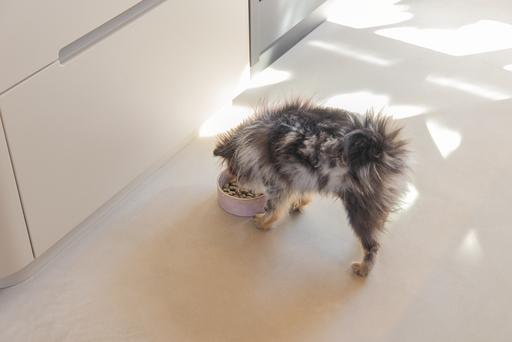 Immagine prodotto Designed by Lotte Ciotola per cani Jace (0.70 l)