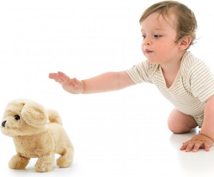 Produktbild Pugs at play Toy Walki Dog Goldie Pap05 (67.50 cm)