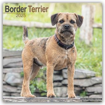 Border Terrier 2024 - 16-Monatskalender (305 x 305 mm, Deutsch)