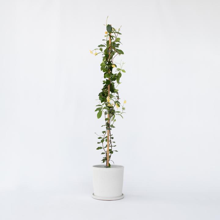 Immagine prodotto Plant in a Box Trachelospermum jasminoides Star of Toscane - Gelsomino delle stelle (110 cm)