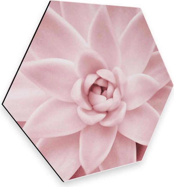 Produktbild Trenddeko Rosa Sukkulente (25 x 22 cm)