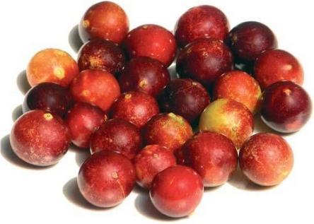 Actual product image Sembrador Camu Camu Powder Fairtrade Organic (1 Piece, Powder, 214 g)
