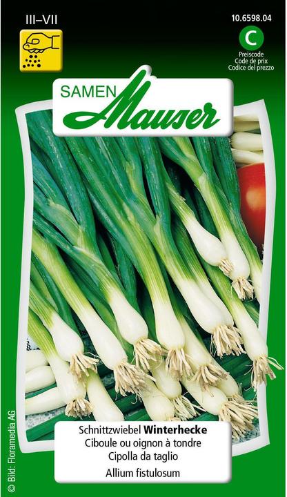 Immagine prodotto Samen Mauser Siepe invernale a cipolla tagliata (Pianta bulbosa)