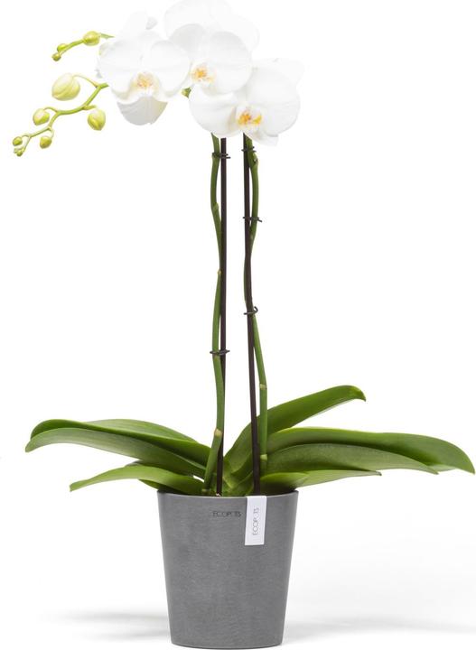 Image du produit Ecopots Morinda (14 cm)