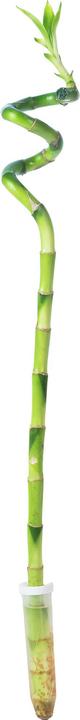 Produktbild Flowerbox Lucky Bamboo - Dracaena Sanderiana (50 cm)