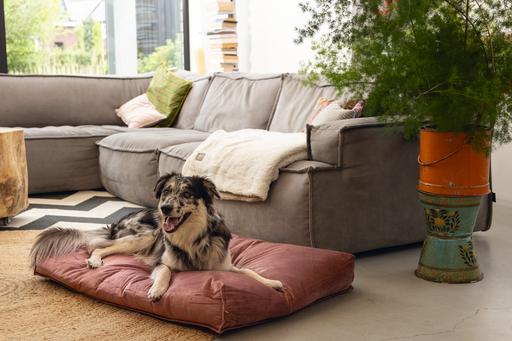 Produktbild Designed by Lotte Nalino (Hund)