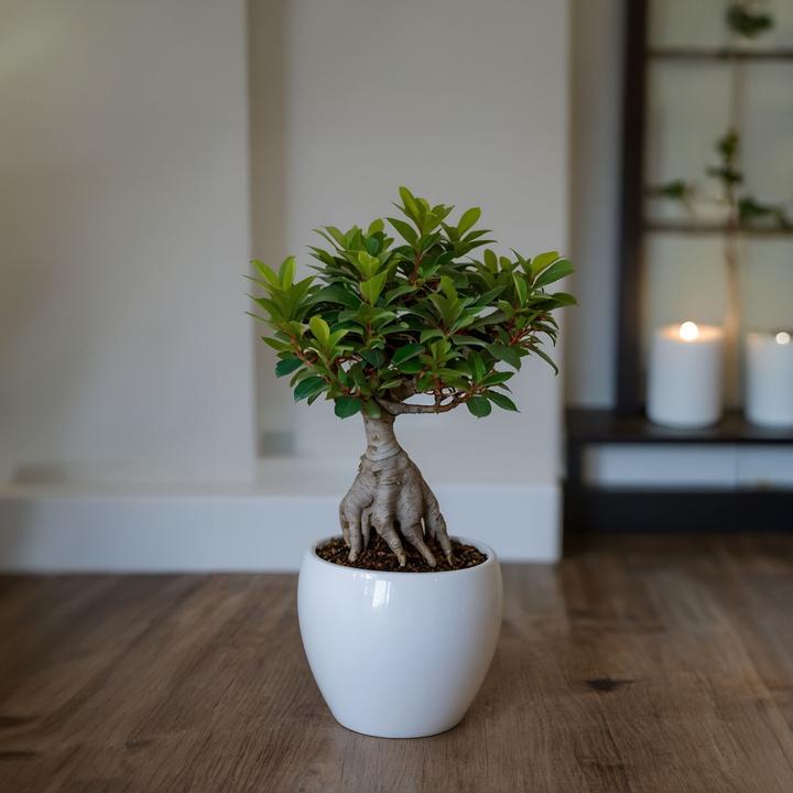 Produktbild Plant in a Box Ficus microcarpa Ginseng - 4er Set Bonsai (30 cm)