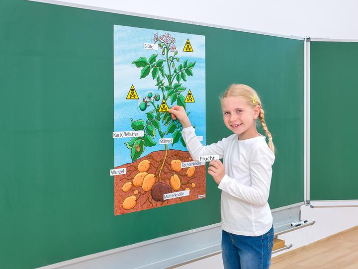 Produktbild Betzold Die Kartoffelpflanze