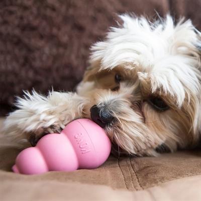Image du produit KONG Chiot (Jouet pour chiot)
