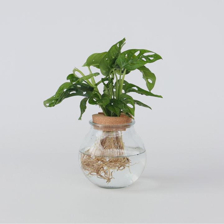 Actual product image Plant in a Box Monstera Adansonii 'Monkey Mask' - Window Leaf in Glass (35 cm)