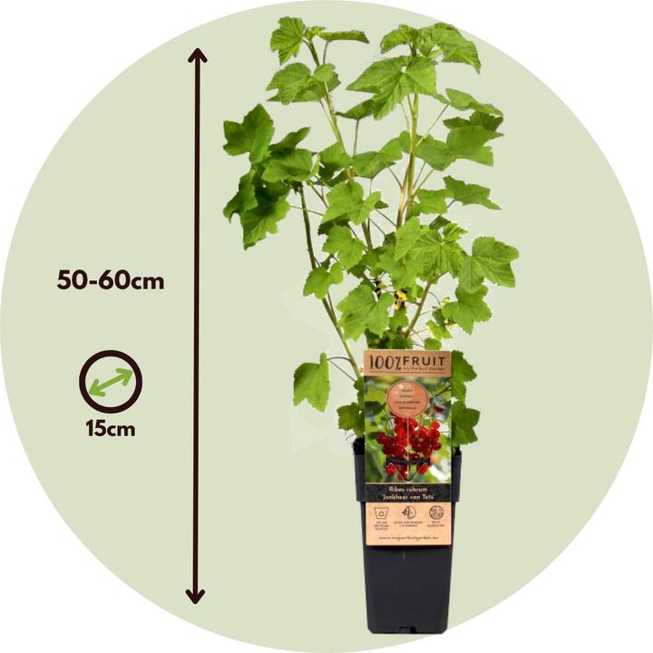 Immagine prodotto Plant in a Box Ribes rubrum Jonkheer van Tets - Set di 2 ribes (50 cm)
