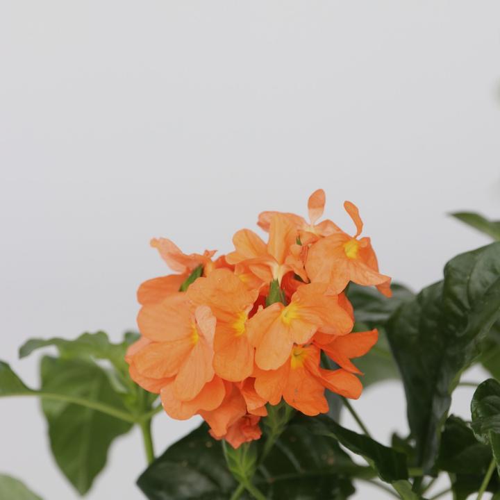 Produktbild Plant in a Box Crossandra infundibuliformis 'Fortuna' - 2er Set Feuerblume (20 cm)