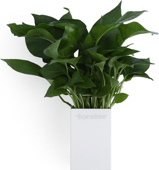 Produktbild Forster Home Magnetischer Mehrzweckbecher