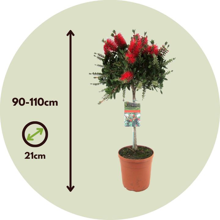 Produktbild Plant in a Box Callistemon citrinus 'Splendens' - Lampenreiniger (90 cm)