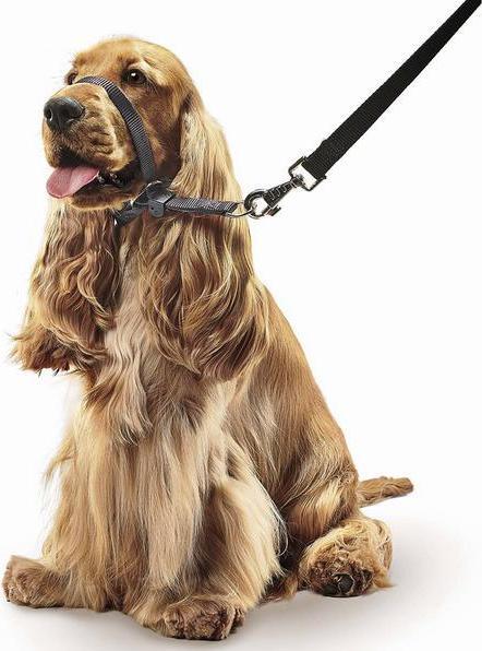 Immagine prodotto beaphar Collier Gentle Leader S, noir (S, Cane)