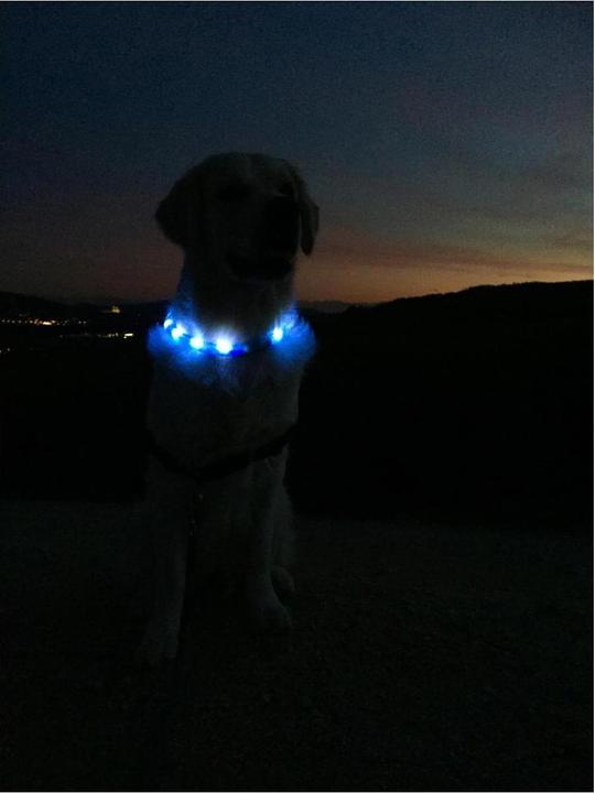 Actual product image Trixie Flash light band USB 30 mm (L, XL, Dog, General)