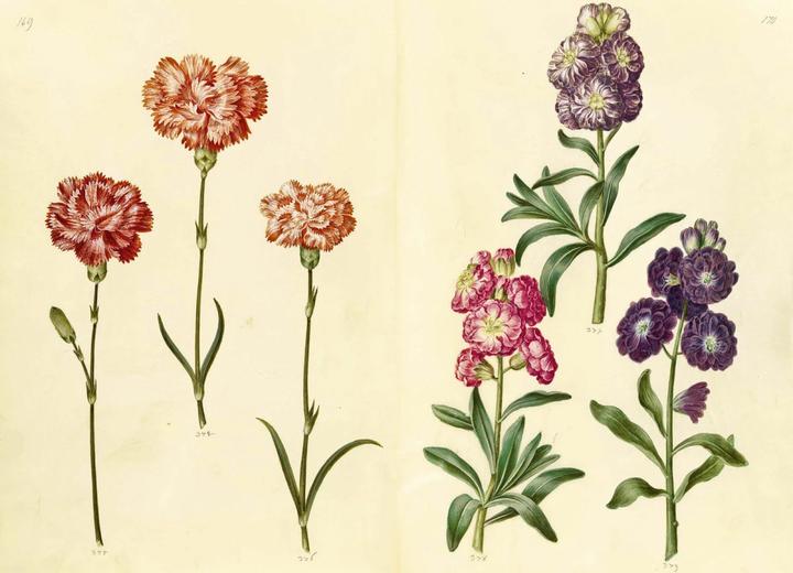 Immagine prodotto Das Grüne Florilegium – The Green Florilegium (dt./engl.) (Tedesco, Hanne Kolind Poulsen, 2019)