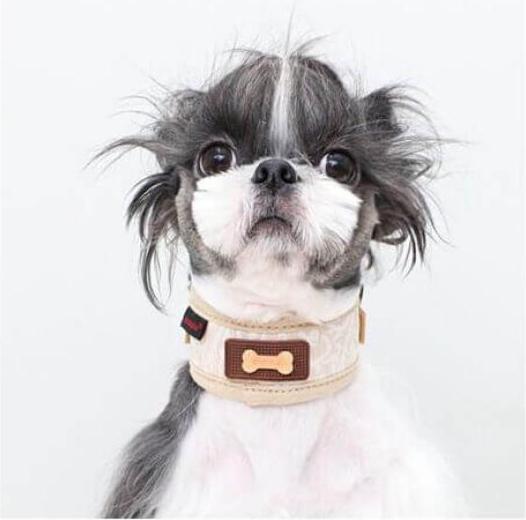 Actual product image Puppia Gala Neckguard Beige M (M, Dog)