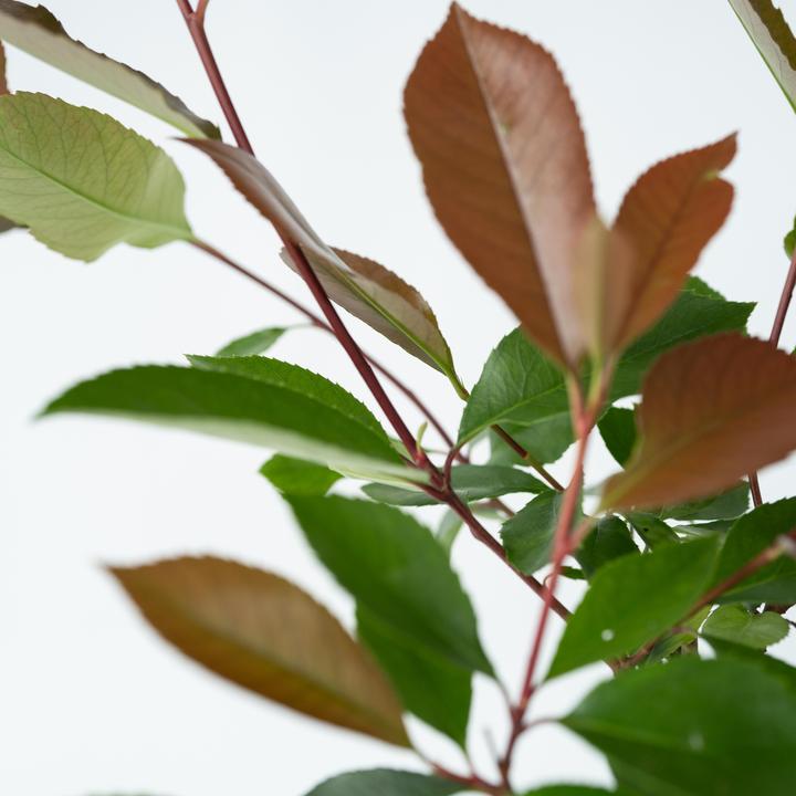 Produktbild Plant in a Box Photinia fraseri Red Robin - 6er Set Glanzmispel Pflanze (30 cm)