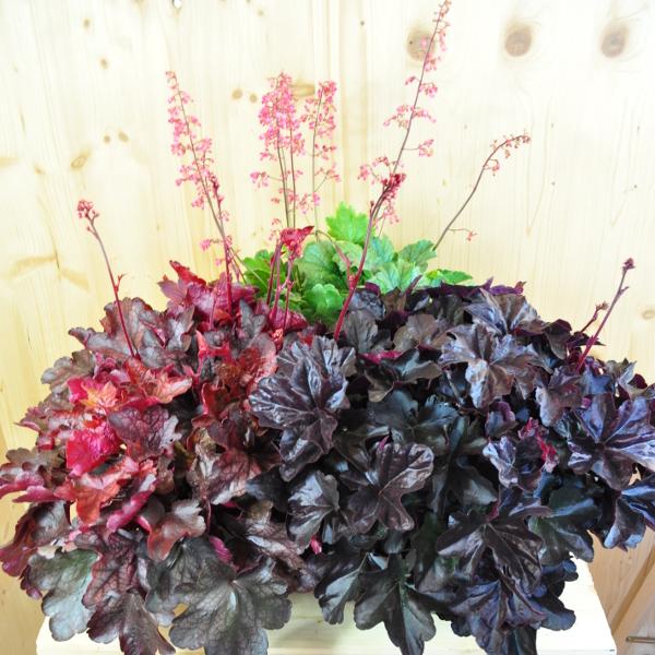 Image du produit Säntispracht Une violette à floraison automnale - Heuchera 'Mix (40 cm)