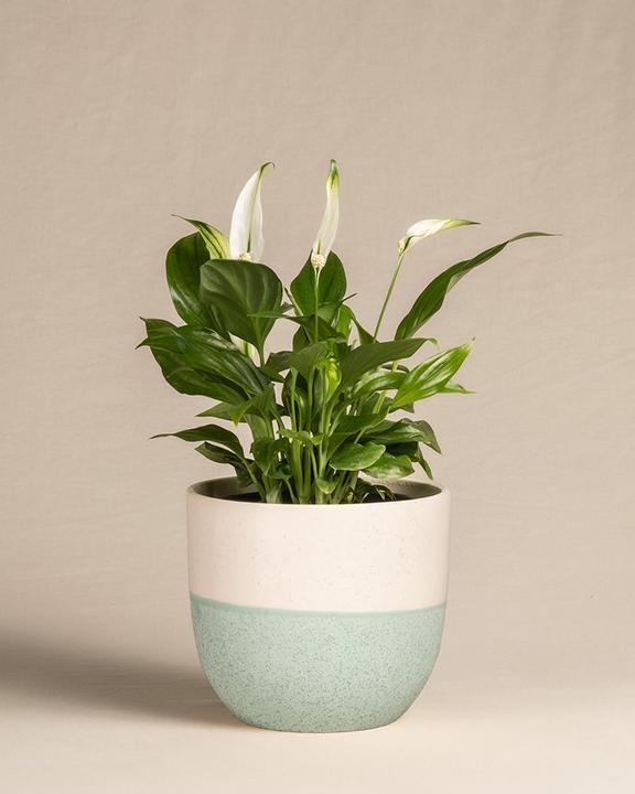 Immagine prodotto feey Foglia singola (35 cm, Appena rinvasata)