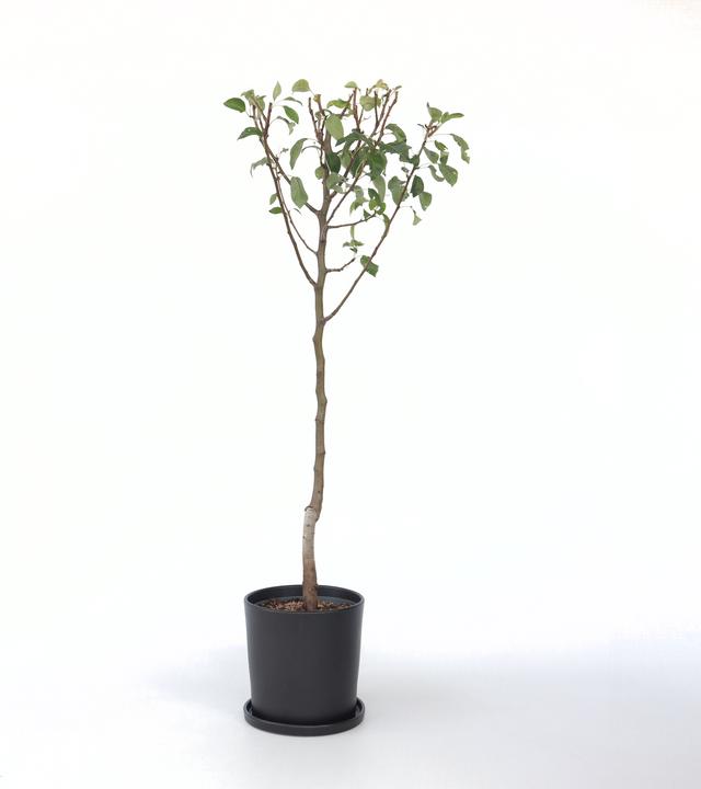 Immagine prodotto Plant in a Box Pyrus communis 'Conference' - Pero (90 cm)