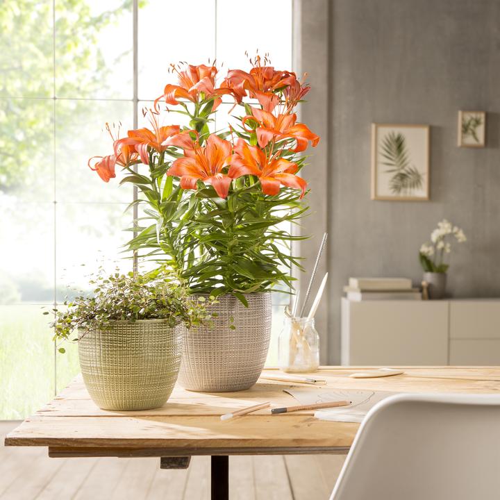 Produktbild Scheurich Blumentopf 866 (18.80 cm)