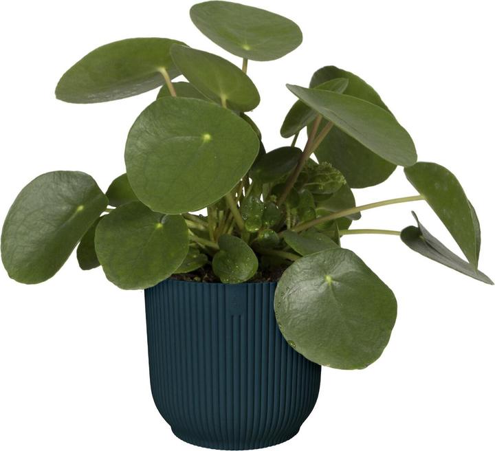 Image du produit Elho Vibes (29.50 cm)