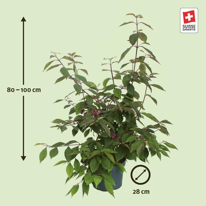 Image du produit Zulauf French Mulberry (100 cm)