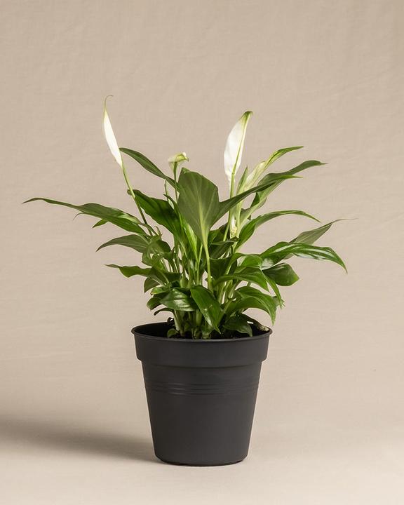 Immagine prodotto feey Foglia singola (35 cm, Appena rinvasata)