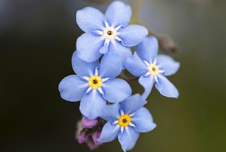 Immagine prodotto Zollinger Bio Nontiscordardime (Myosotis), azzurro (perenne) (Semi di fiori)