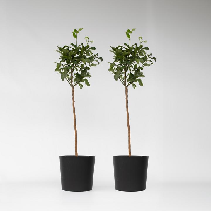 Produktbild Plant in a Box Citrus aurantium Tarocco - (90 cm)