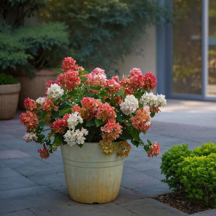 Actual product image Plant in a Box Hydrangea paniculata "Wim's Red" - Hydrangea (25 cm)