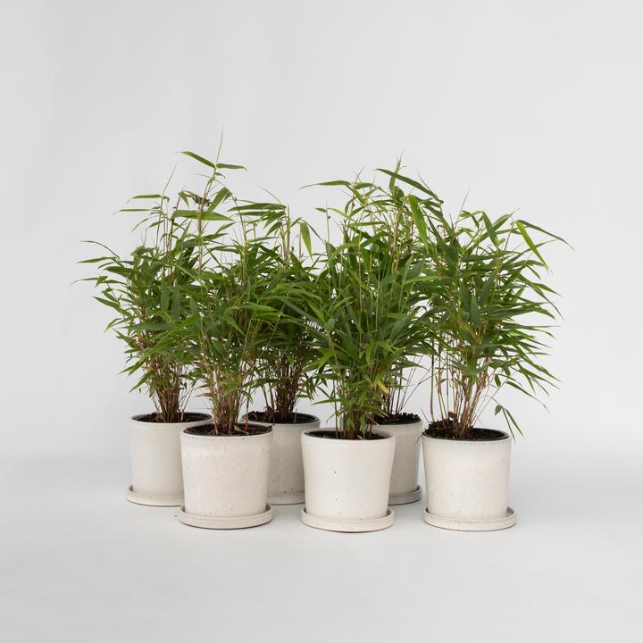 Image du produit Plant in a Box Fargesia rufa - Lot de 6 bambous parasols (25 cm)
