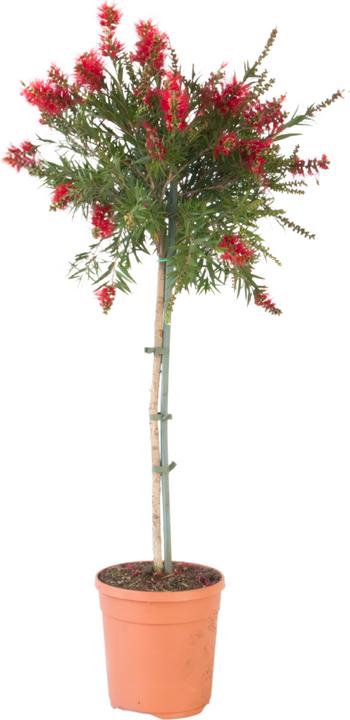 Produktbild Plant in a Box Callistemon citrinus 'Splendens' - Lampenreiniger (90 cm)