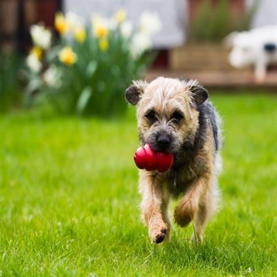 Produktbild KONG Classic (Apportieren, Futterspielzeug Hund, Kauspielzeug Hund)