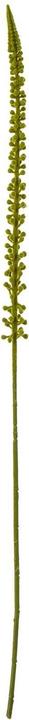 Immagine prodotto Hill Interiors Stelo di Eremurus Pianta artificiale (88 cm)