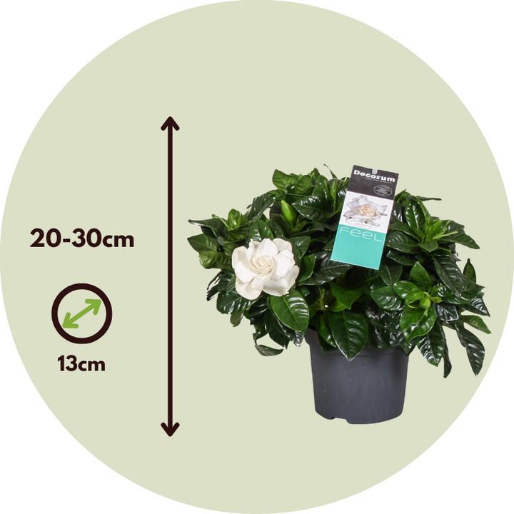 Actual product image Plant in a Box Gardenia Jasminoides (20 cm)