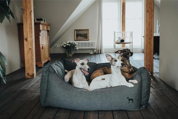 Image du produit Hunter Livingston (Chien)