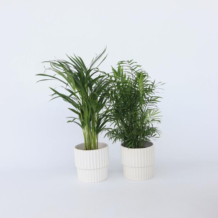 Produktbild Plant in a Box Chamaedorea Elegans, Dypsis lutescens - 2er Mischung Indoor Palme (60 cm)