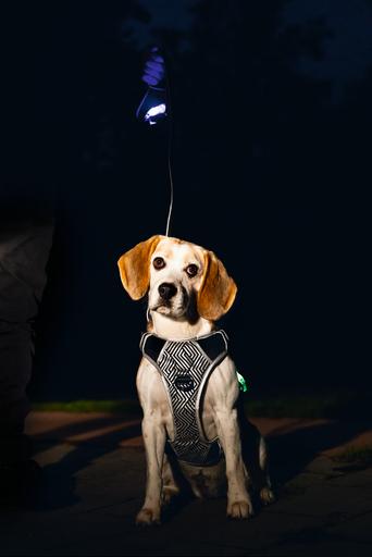 Produktbild Beeztees Safety Gear Y-geschirr (Hund, Allgemein)