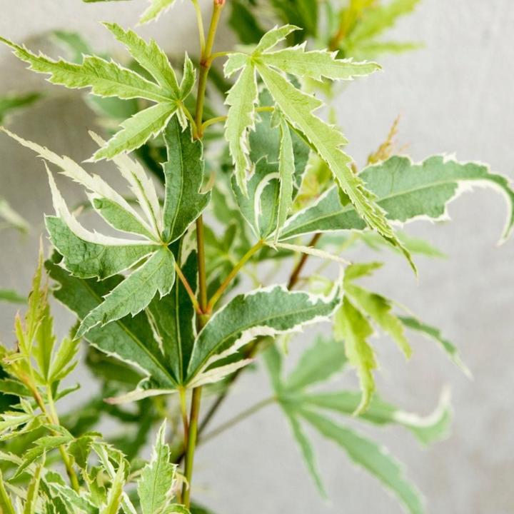 Produktbild Plant in a Box Acer palmatum 'Butterfly' - Ahorn Baum (25 cm)