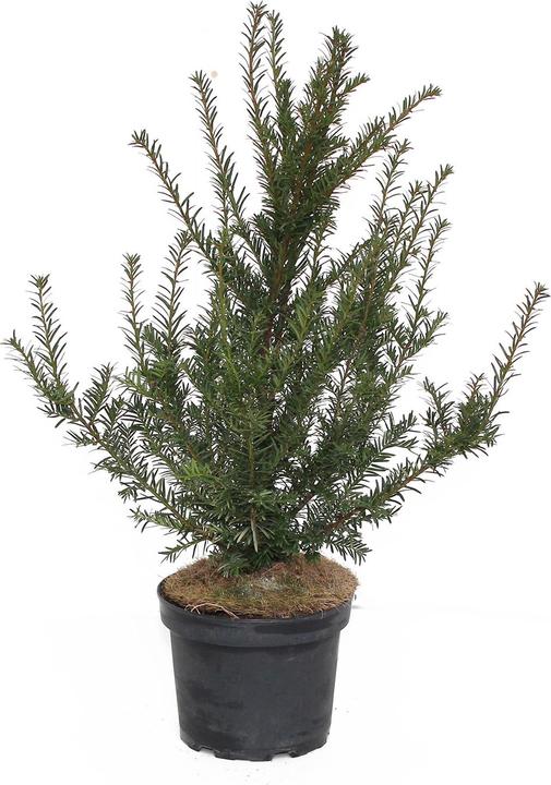 Produktbild Zulauf Gemeine Eibe / Taxus baccata (50 cm)