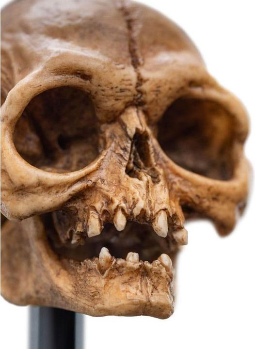 Actual product image Weta Workshop Lord of the Rings Mini Statue Skull of Gollum 13 cm