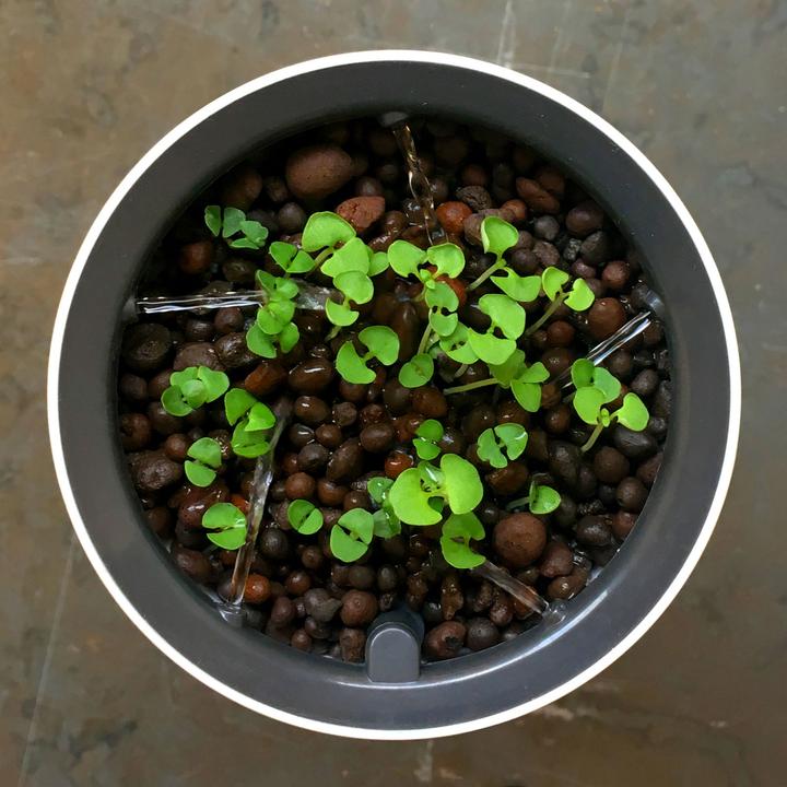 Immagine prodotto Botanium Vaso auto-irrigante per erbe, verdure e piante ornamentali (15 cm)