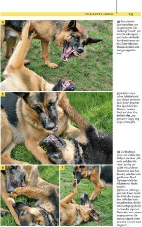 Image du produit Kosmos Ausdrucksverhalten beim Hund (Allemand, Dorit Feddersen-Petersen, 2008)