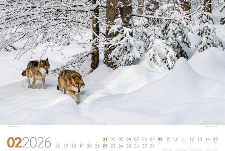 Actual product image Tierwelt Wald Kalender 2026 (45 x 33 cm, Hardcover, German)