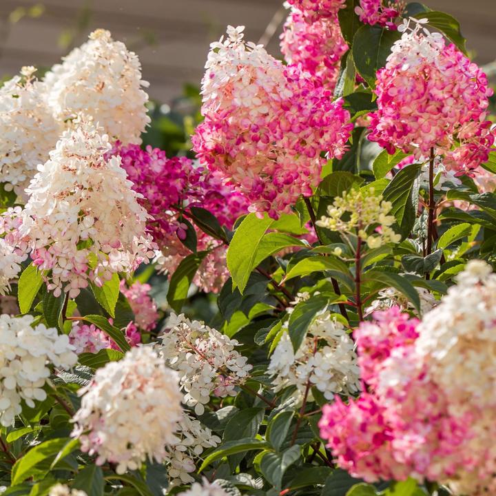 Immagine prodotto Plant in a Box Hortensia Paniculata 'Pink Lady', 'Phantom', 'Silver Dollar' - Set di 6 ortensie (25 cm)